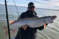 Lake St. Clair Muskie
