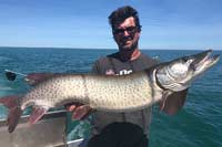 Lake Erie Muskie